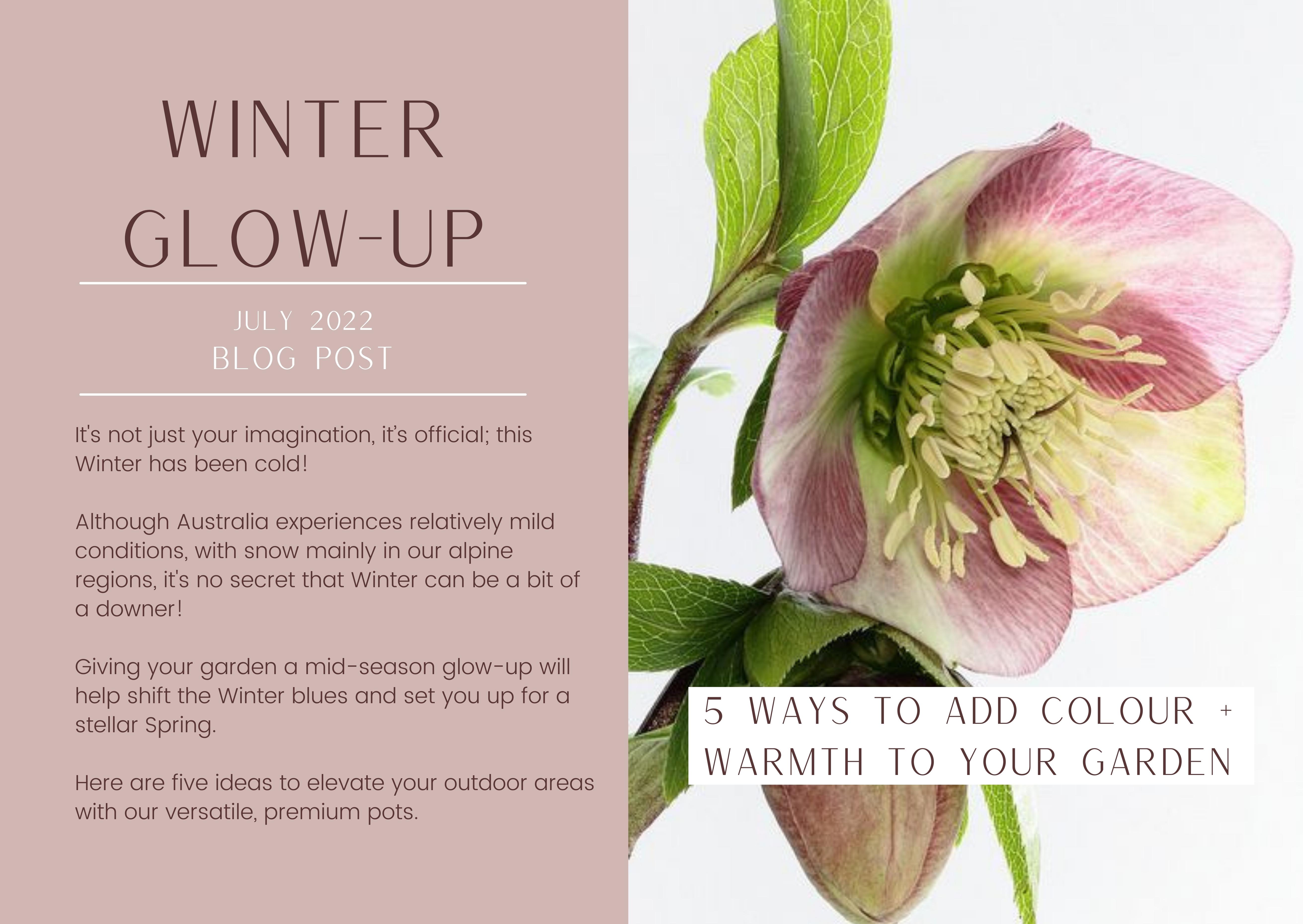 Winter Garden Glow-Up 5 Ways To Add Colour To Your Garden